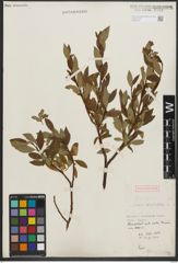 Foto von Salix phylicifolia L.